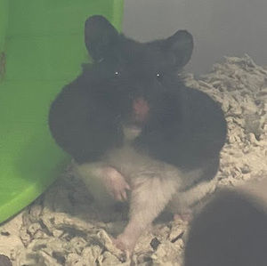 Meet your Posher, Leila